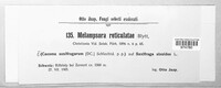 Melampsora epitea image